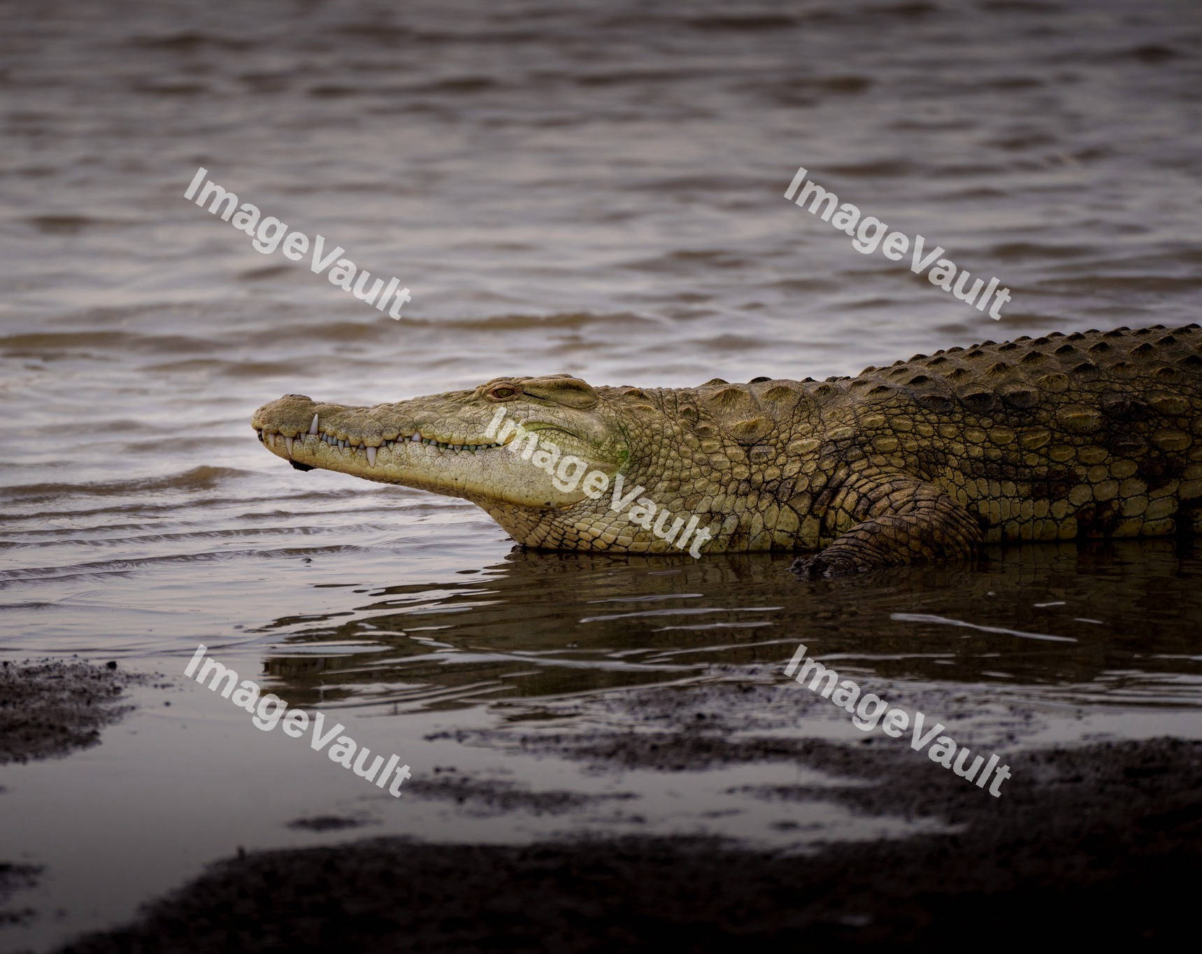 Nile crocodile resting